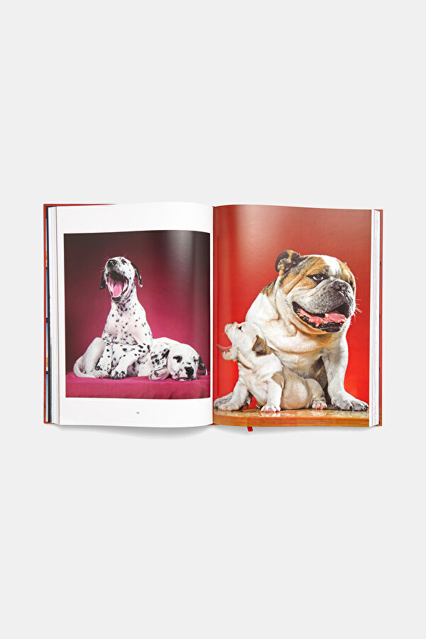 Dogs 6