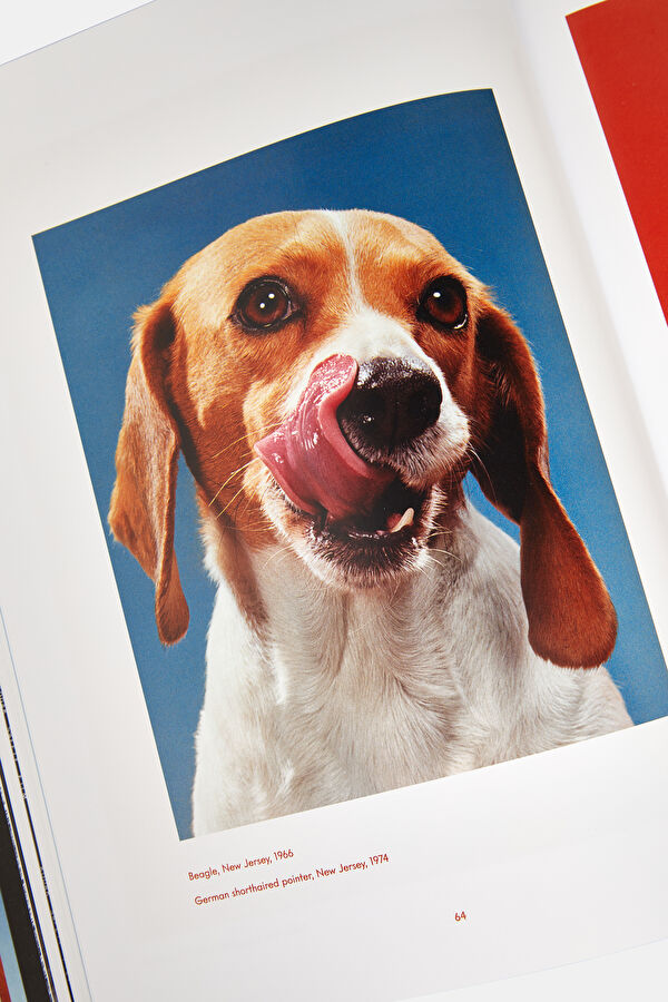 Dogs 8