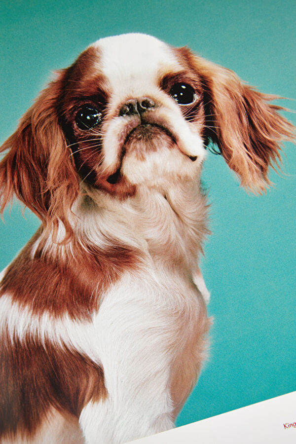 Dogs 9