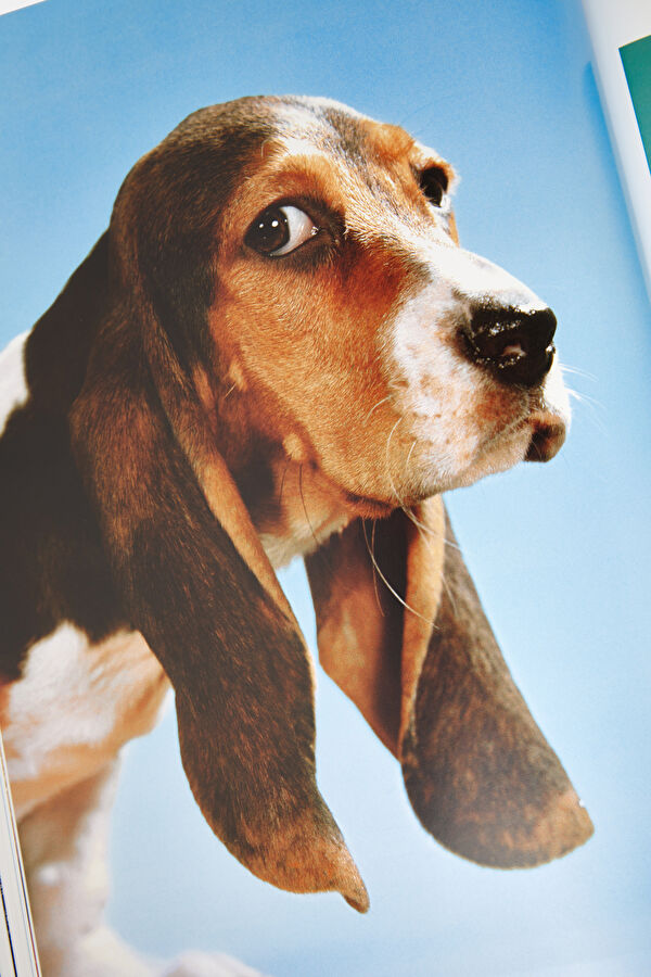 Dogs 10
