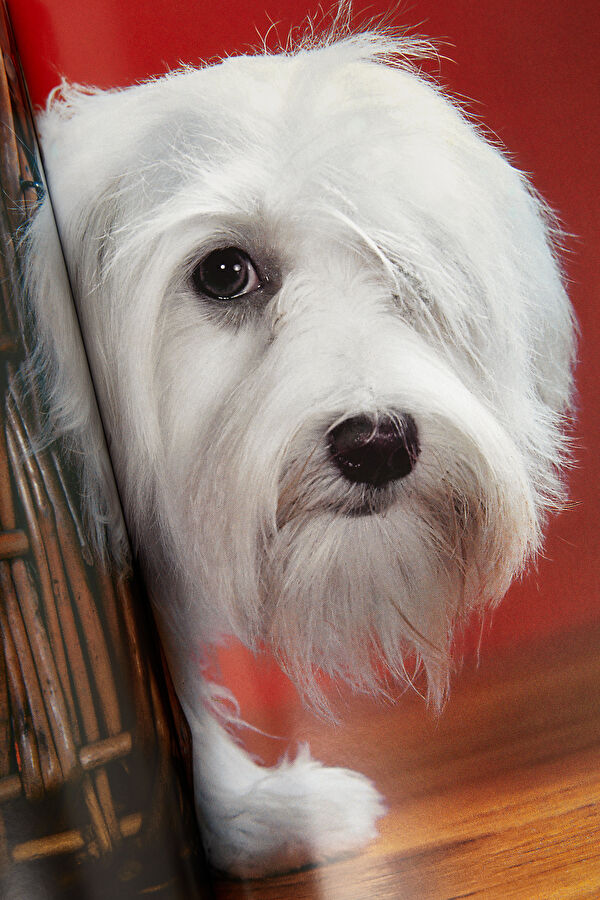 Dogs 11