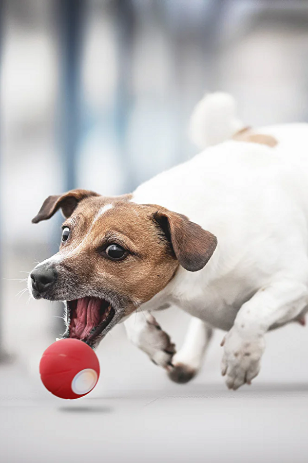 Şarjlı Akıllı İneraktif Köpek Oyun Topu 2