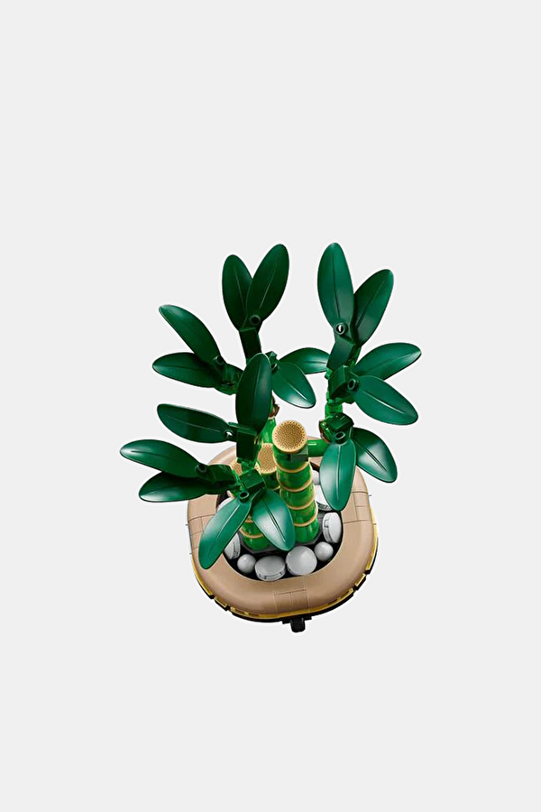 10344 Botanicals Şans Bambusu 2