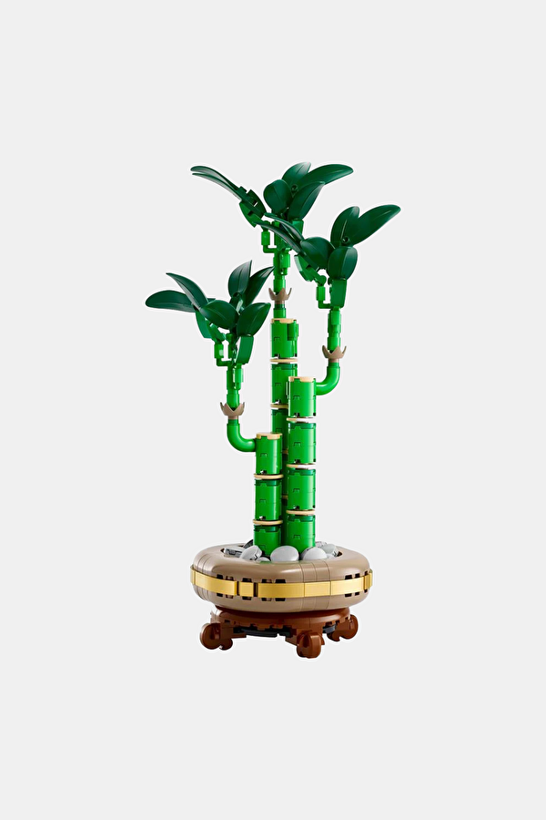 10344 Botanicals Şans Bambusu 4