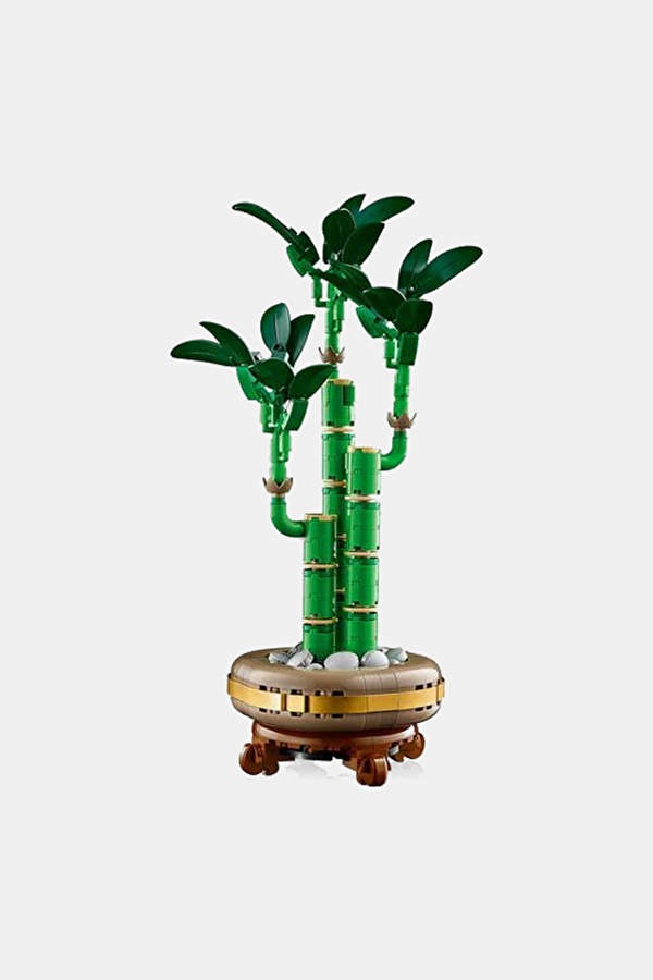 10344 Botanicals Şans Bambusu 5
