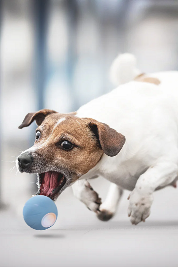 Şarjlı Akıllı İneraktif Köpek Oyun Topu Mavi 2