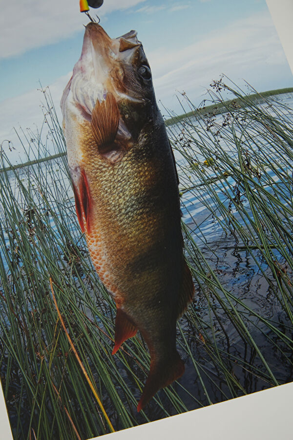 FishingThe Ultimate Book 11
