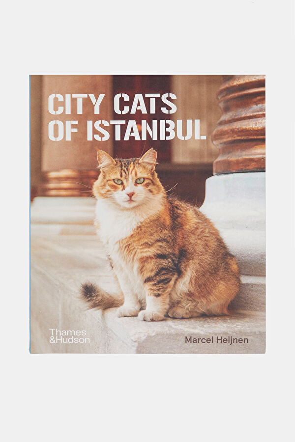 City Cats Of Istanbul