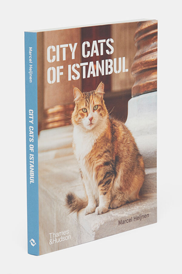 City Cats Of Istanbul 2
