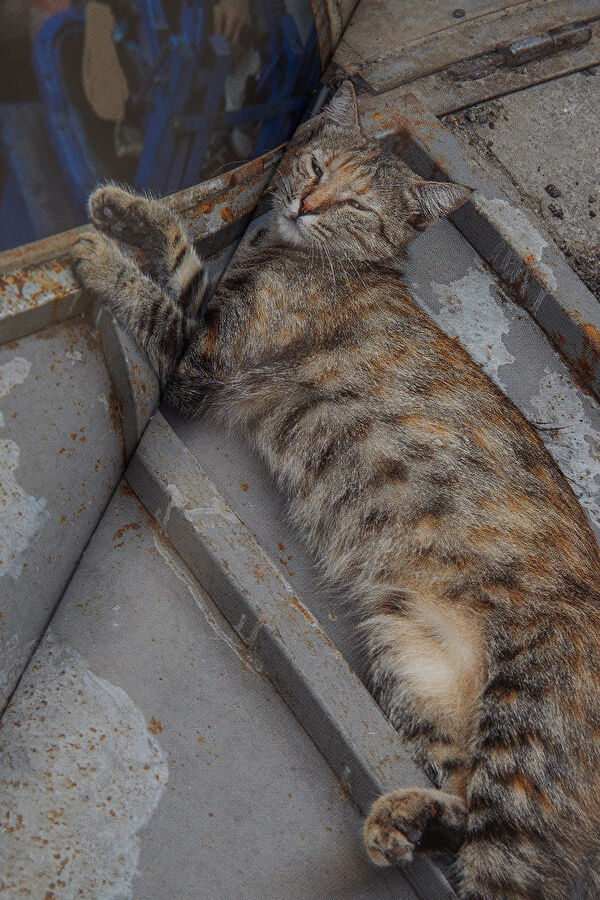 City Cats Of Istanbul 5