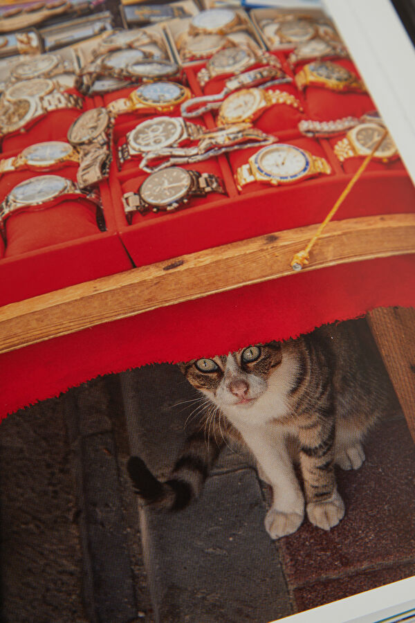 City Cats Of Istanbul 6