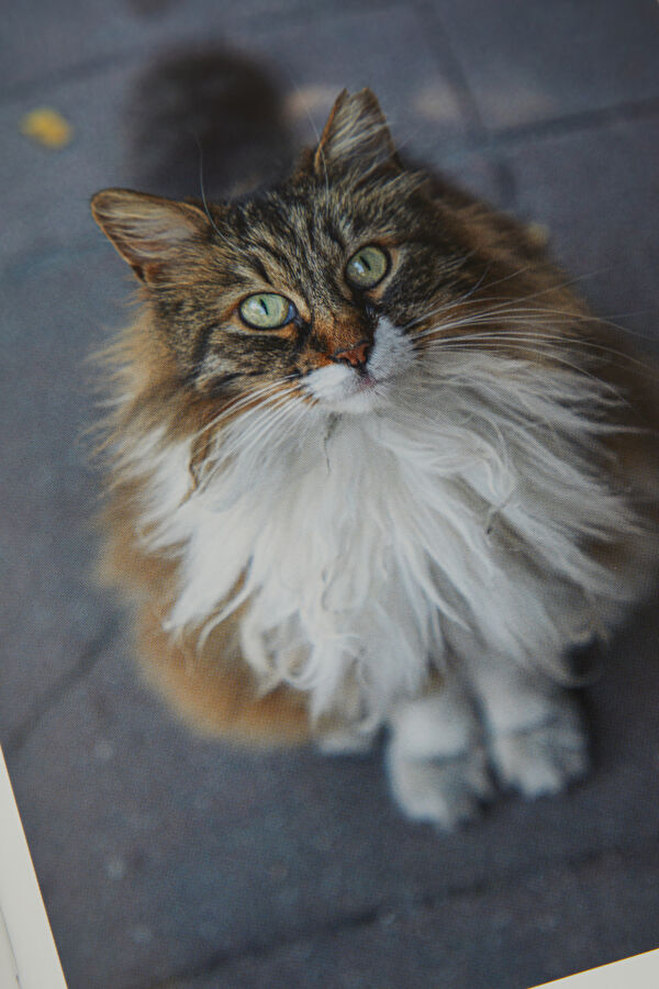 City Cats Of Istanbul 7