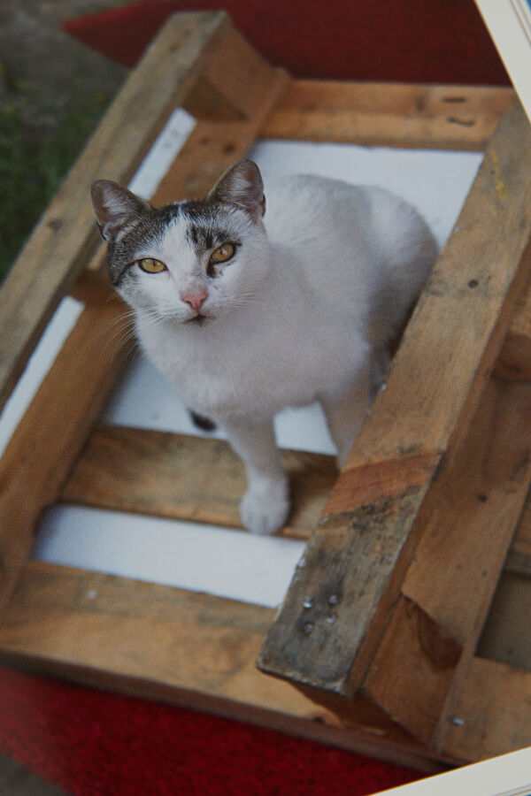 City Cats Of Istanbul 8
