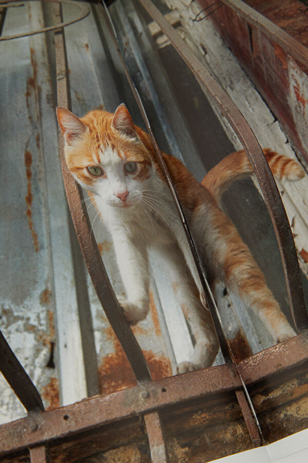 City Cats Of Istanbul 9