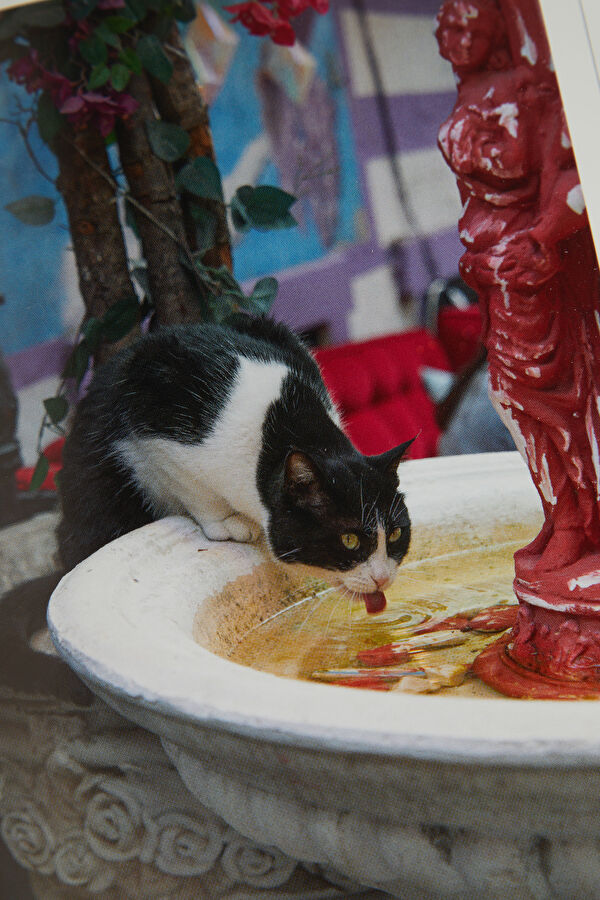 City Cats Of Istanbul 10