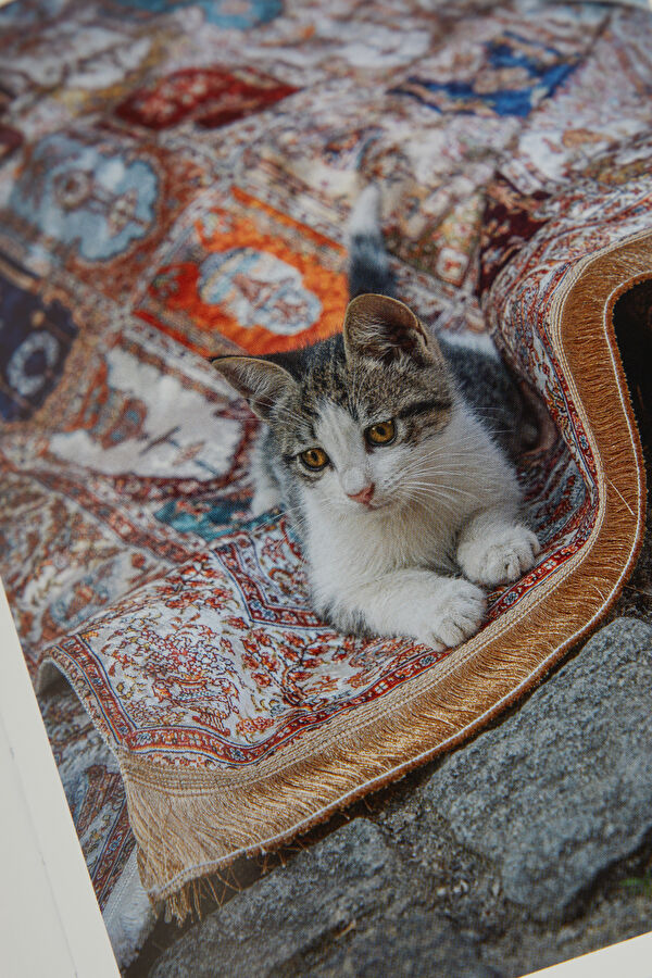 City Cats Of Istanbul 11