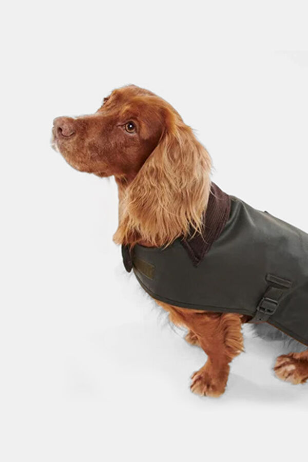 Shiny Yağlı Köpek Kıyafeti 3