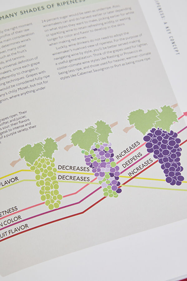 Wine: A Tasting Course 11