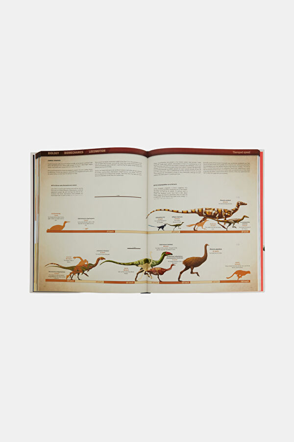 The Encyclopaedia of Dinosaurs 6