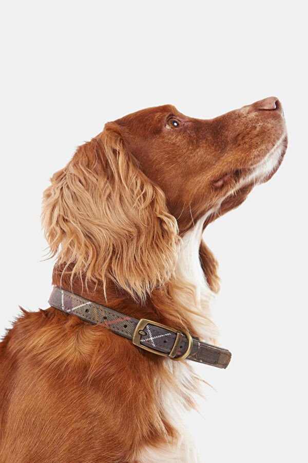 Tartan Köpek Boyun Tasması M