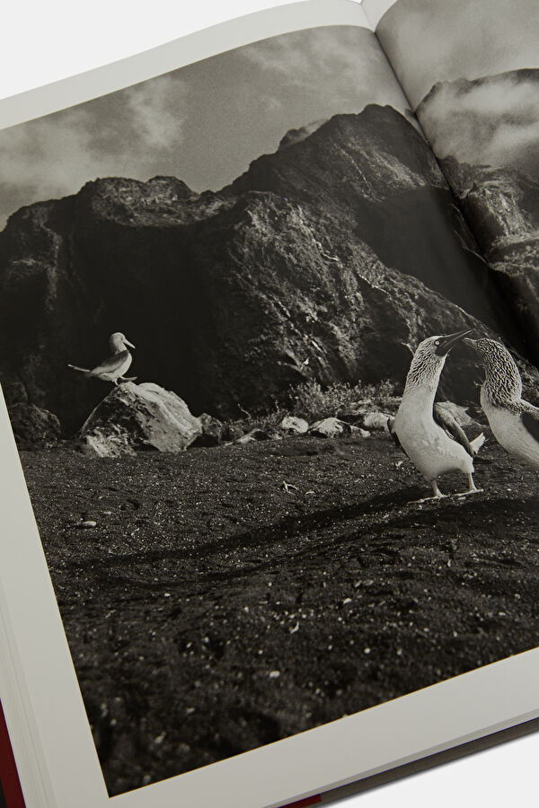 Sebastião Salgado. Genesis 6