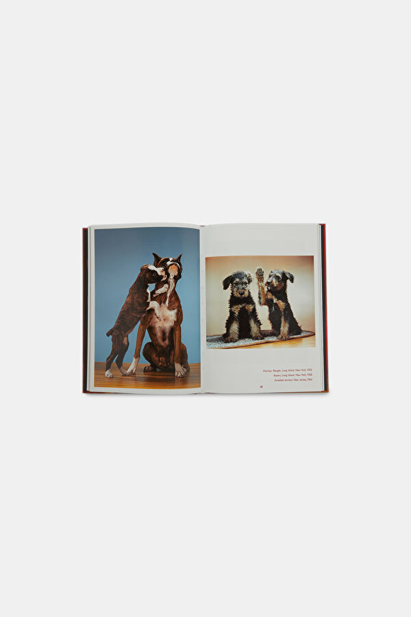 Walter Chandoha. Dogs. Photographs 1941 5