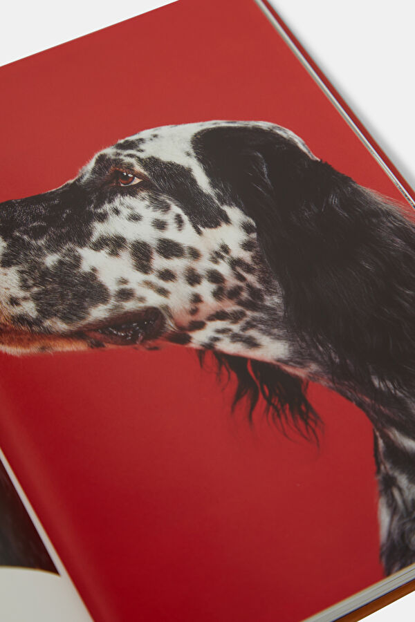 Walter Chandoha. Dogs. Photographs 1941 6