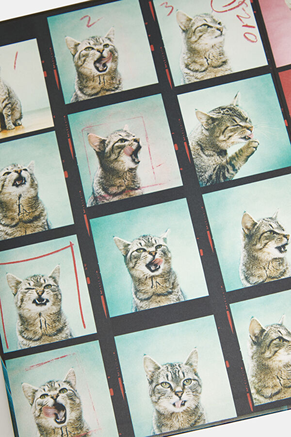 Walter Chandoha. Cats. Photographs 1942 5