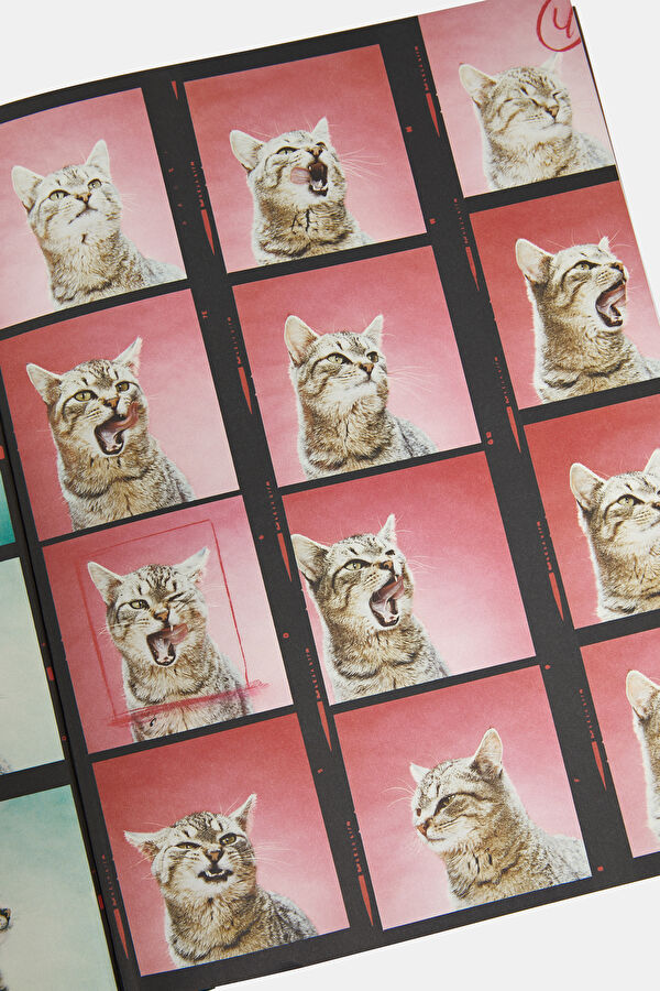Walter Chandoha. Cats. Photographs 1942 6