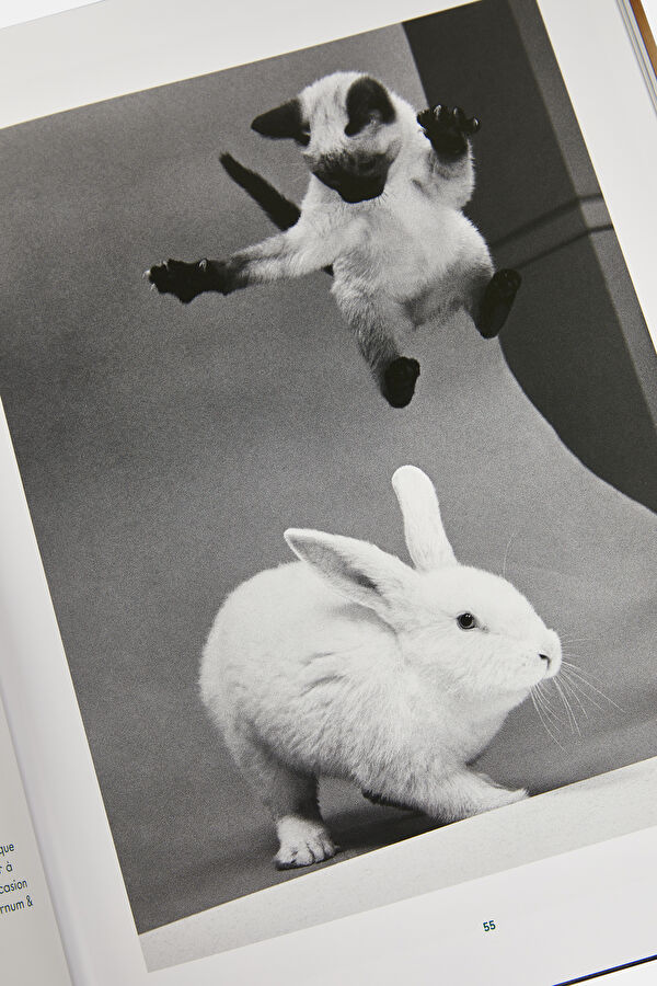 Walter Chandoha. Cats. Photographs 1942 8
