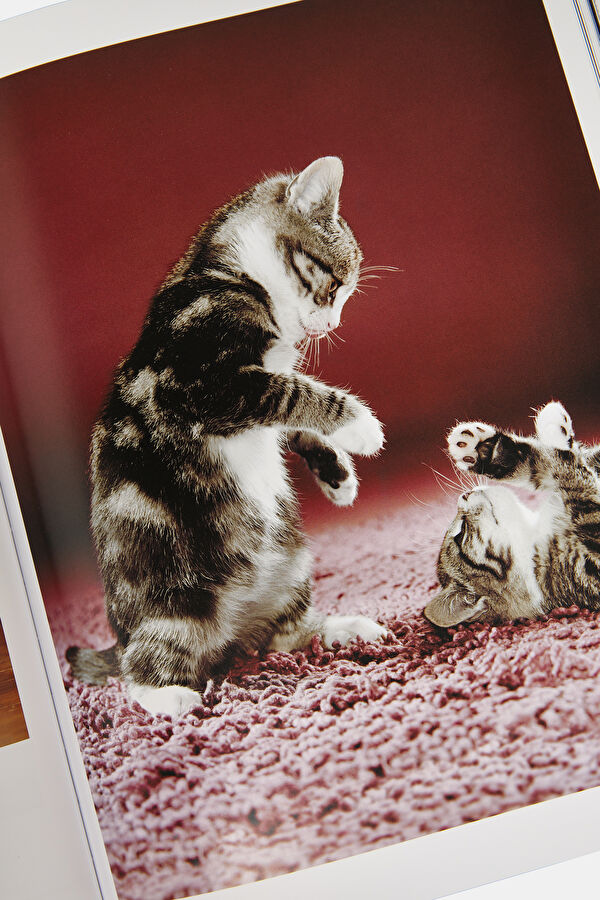Walter Chandoha. Cats. Photographs 1942 10