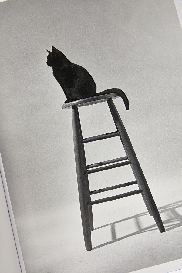 Walter Chandoha. Cats. Photographs 1942 11
