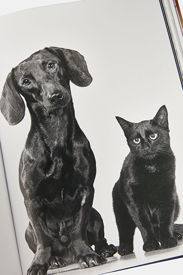 Walter Chandoha. Cats. Photographs 1942 12