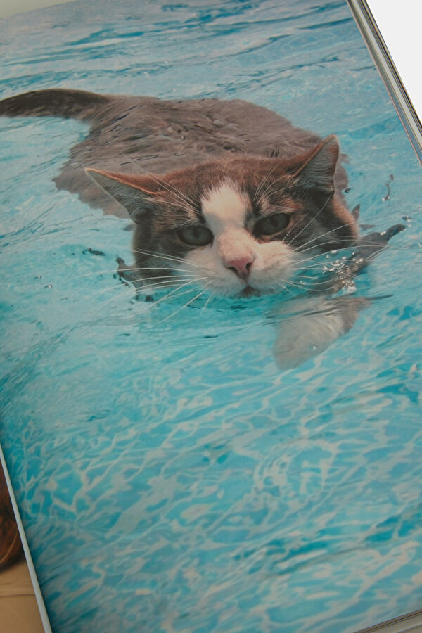 Love Cats 5