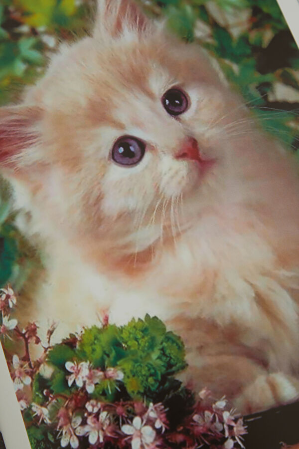 Love Cats 6