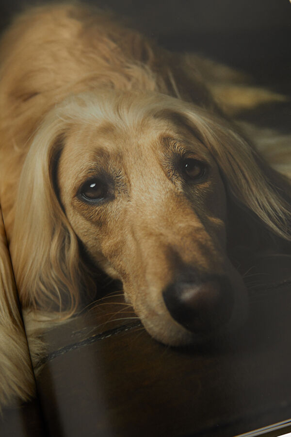 The Dogs 5