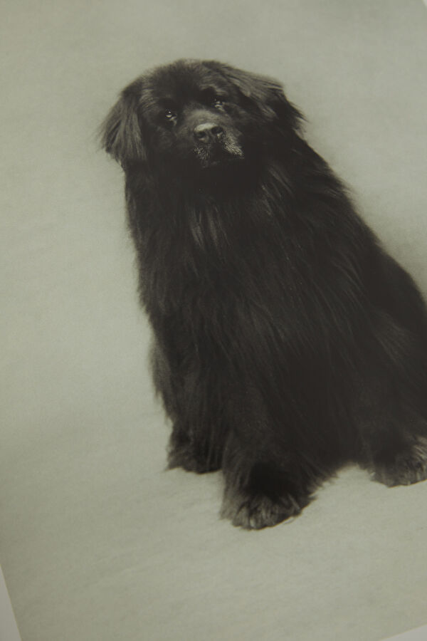 The Dogs 6
